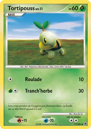 Tortipouss 77/100
